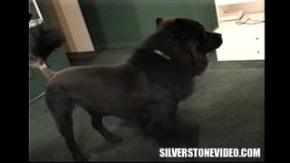 Si Vee Trabou Aleu De